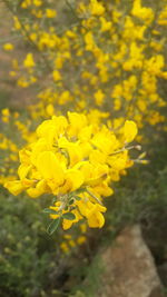 Close-up of yellow flower