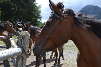 Horses standing in ranch