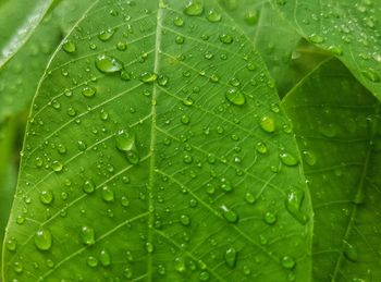 Full frame shot of wet leaves