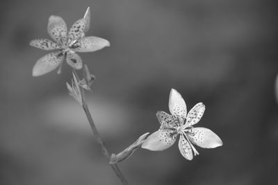 Close-up of flower on plant