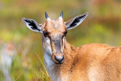 Closeup of blesbok calf