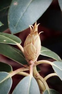 Close-up of flowering plant