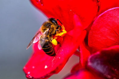 Close-up of bee pollinating on red flower