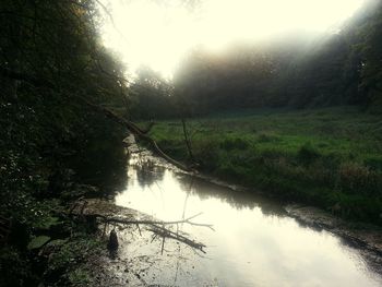 Scenic view of lake in forest against sky