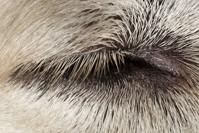 Full frame shot of an animal eye