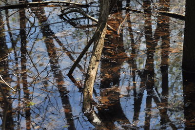 Reflection of trees in lake