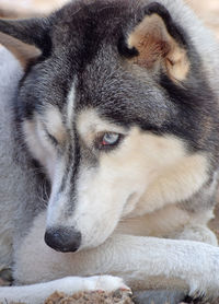 animal