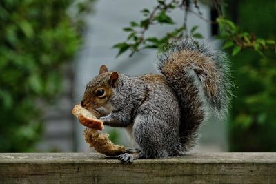 Close-up of squirrel eating outdoors