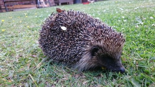 Close-up of an animal on grass