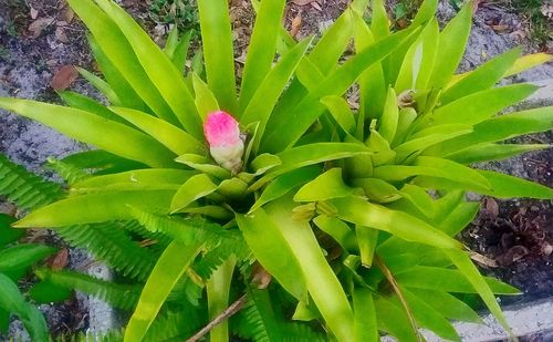 Close-up of plant