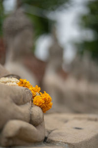 Close-up of yellow flower