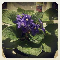 Close-up of purple flowers