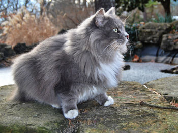 Close-up of a cat looking away