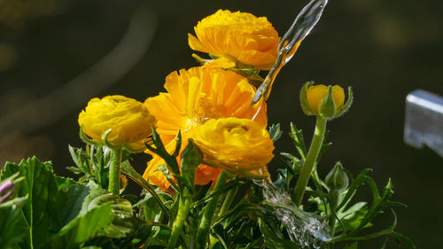 Close-up of yellow flowering plant