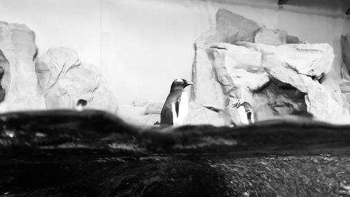 Penguins by rock against wall in zoo