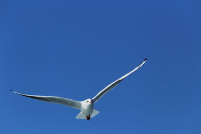 Low angle view of seagull flying against clear blue sky