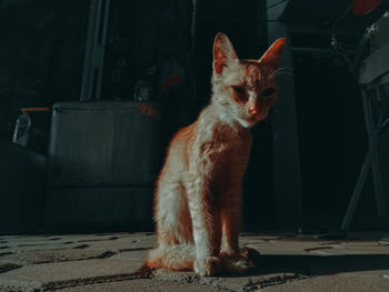 Portrait of cat sitting outdoors