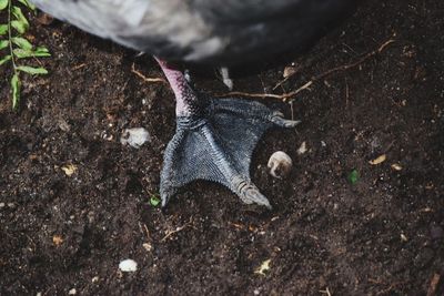 Close-up and high angle view of bird