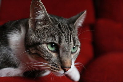 Close-up portrait of a cat