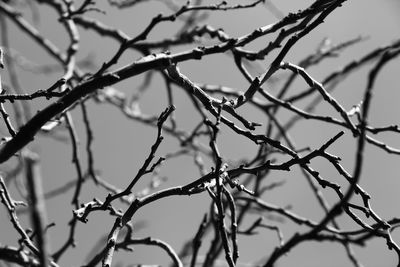 Low angle view of bare tree against sky