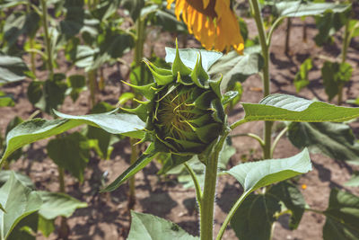 High angle view of plant growing on field