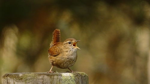 Close-up of bird perching on branch