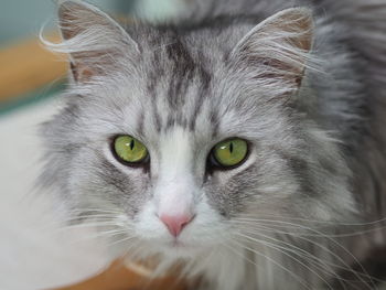 Close-up portrait of a cat