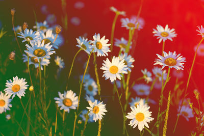 Close-up of daisy flowers