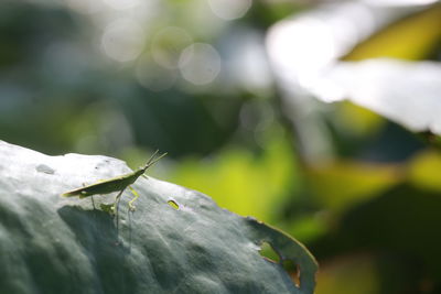 Close-up of insect on plant