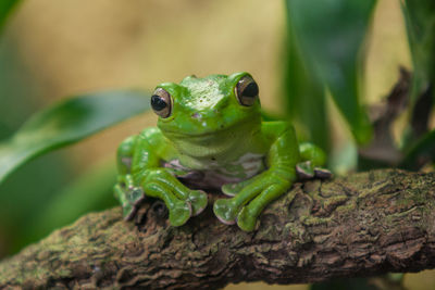 Close-up of green frog on branch