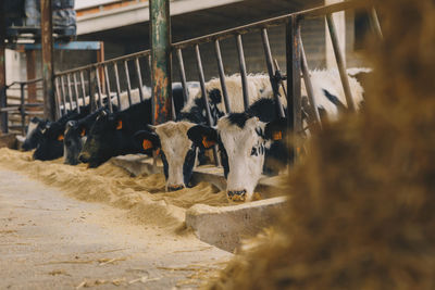 Cows in a row