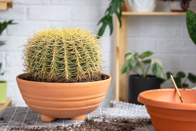 Potted plant on table