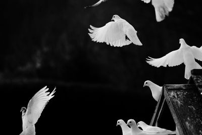 Close-up of white birds flying against sky