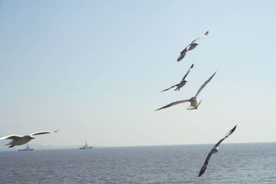 Seagull flying over sea