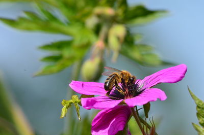 Close-up of bee pollinating on pink flower