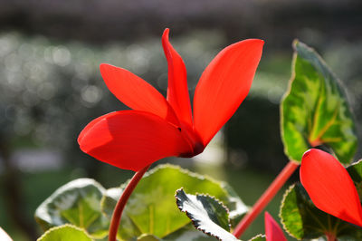 Close-up of red flower blooming outdoors