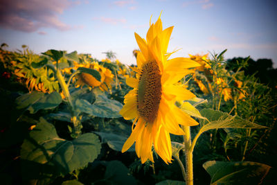 Close-up of sunflower on field