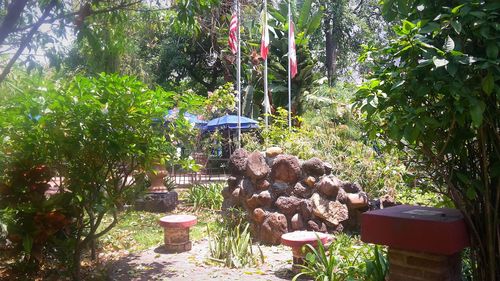 Bamboo trees in forest