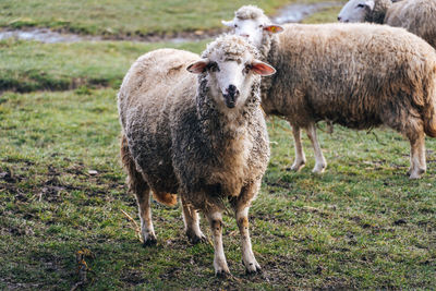 Funny looking sheep look straight to the camera