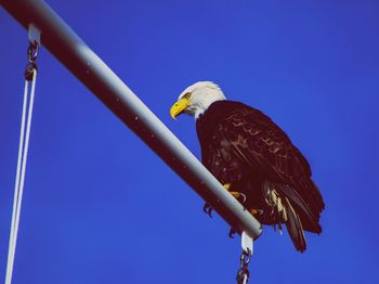 Low angle view of eagle perching on metal against blue sky