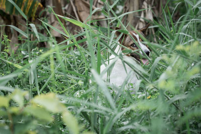 View of a bird on field