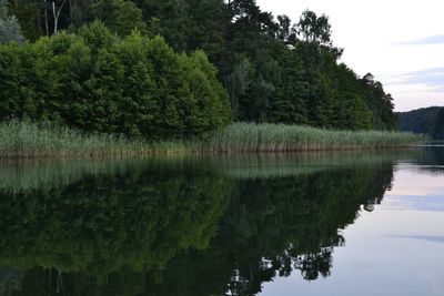 Reflection of trees in water