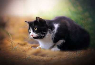 Close-up of a cat looking away