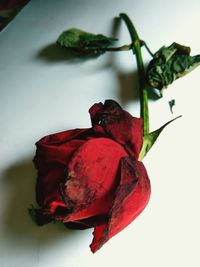 Close-up of red flower