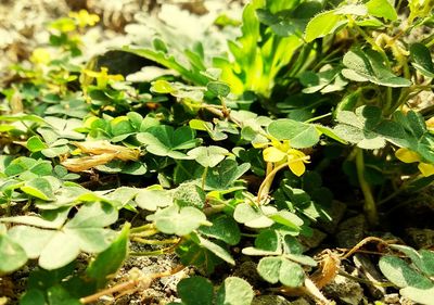 Close-up high angle view of plants