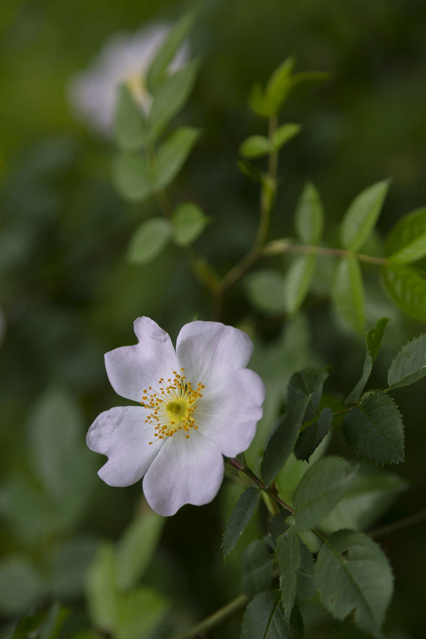 flowering plant, flower, plant, beauty in nature, freshness, fragility, vulnerability, growth, petal, close-up, flower head, inflorescence, nature, white color, selective focus, no people, leaf, plant part, pollen, focus on foreground