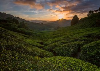 Scenic view of agricultural landscape against sky during sunset