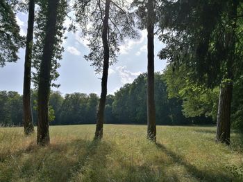 Trees on field against sky