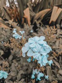 High angle view of white flowering plant