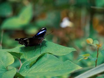 Close-up of butterfly pollinating flower